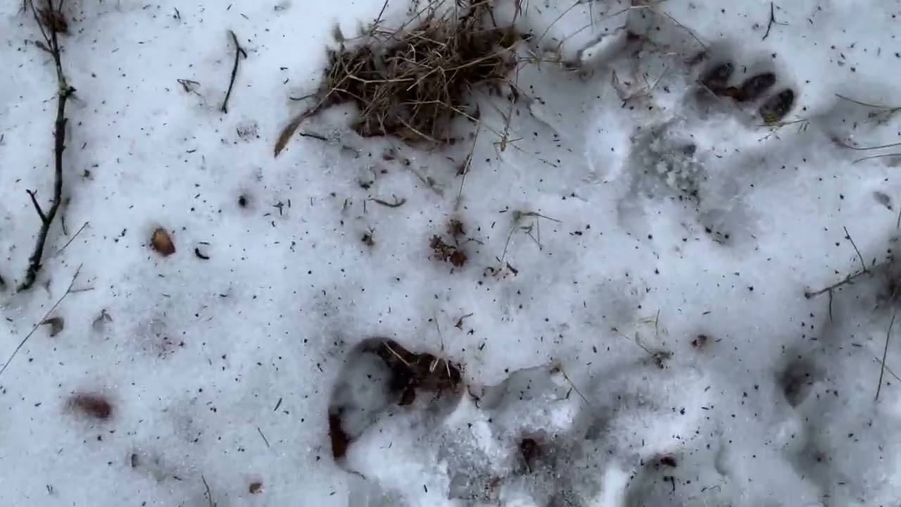 Walk to see if Sasquatch prints still there!