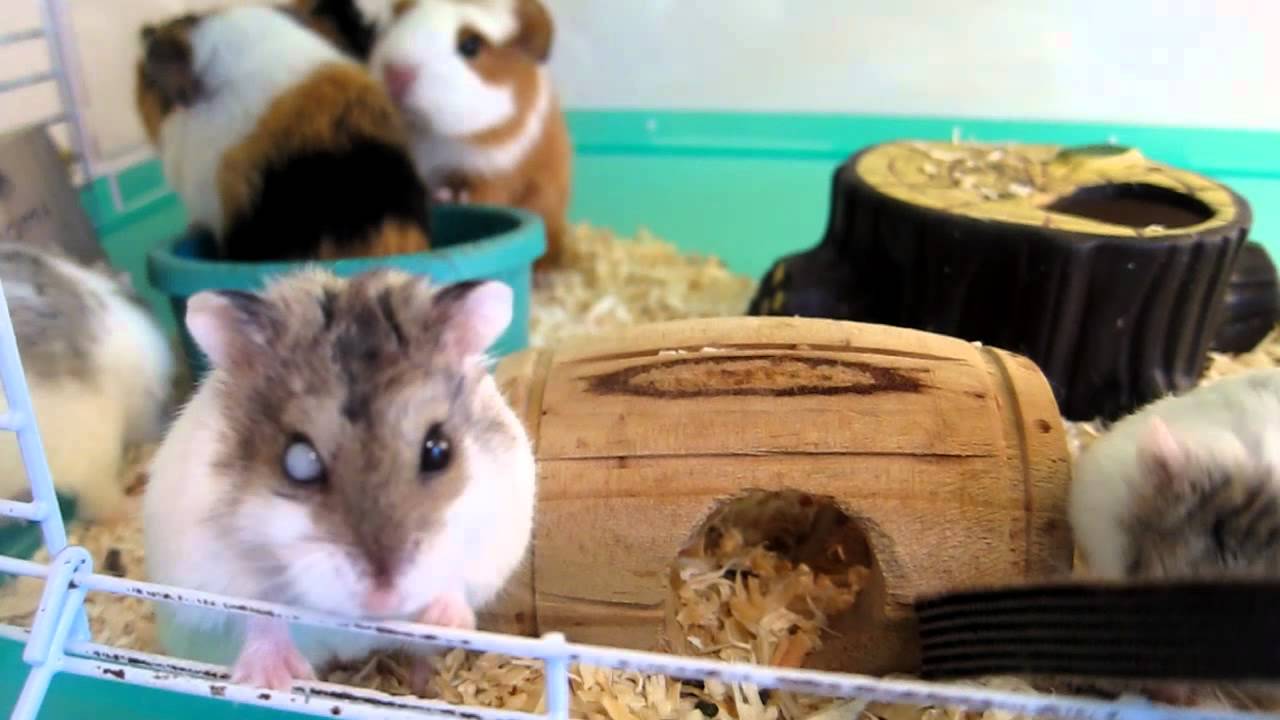 Newborn Baby Guinea Pigs and Dwarf Hamsters Playing Together!