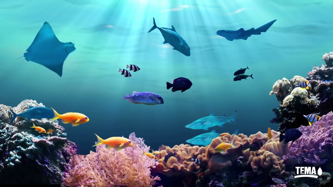 Su Kardeşliği Filmi