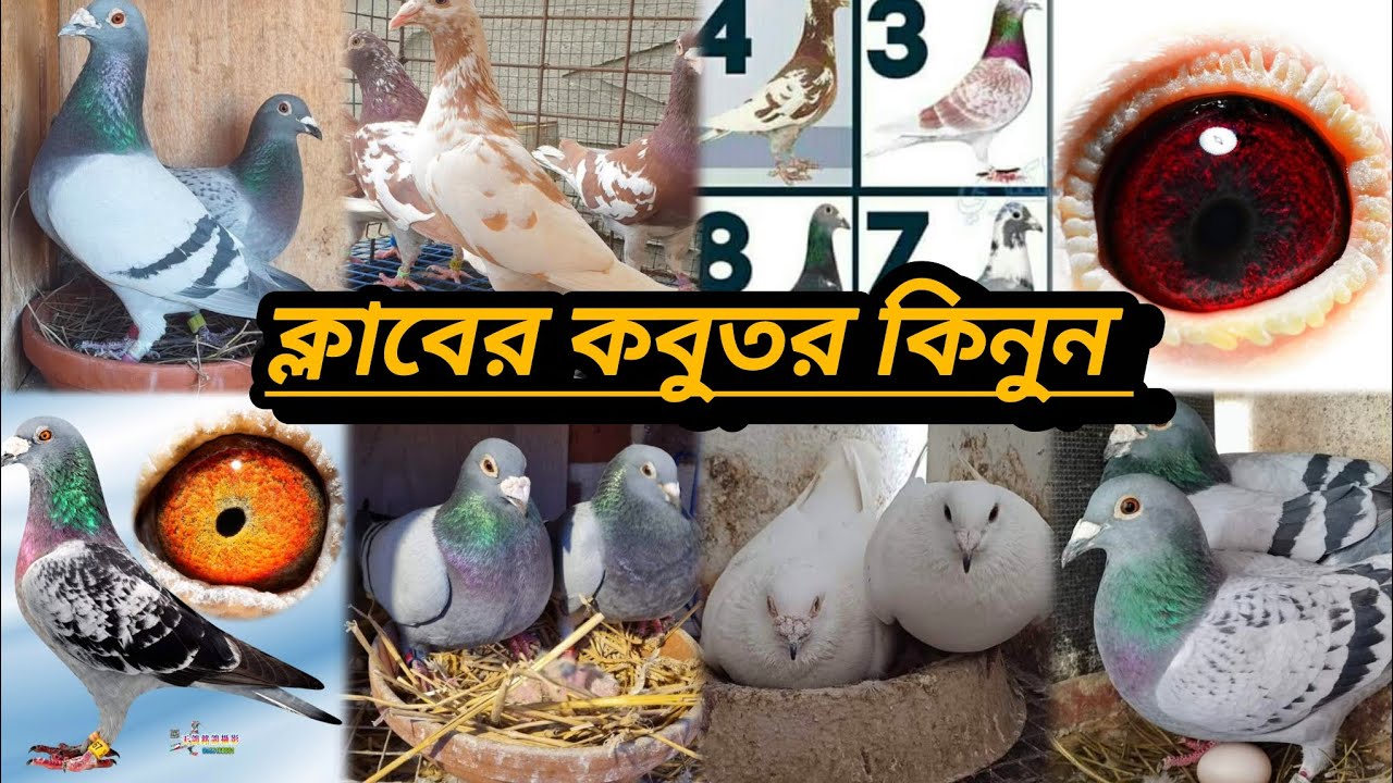 সবজি মাক্সি রেট চেকার, টাইগার গিজেল,পাইট,ইরানি রেসার@#