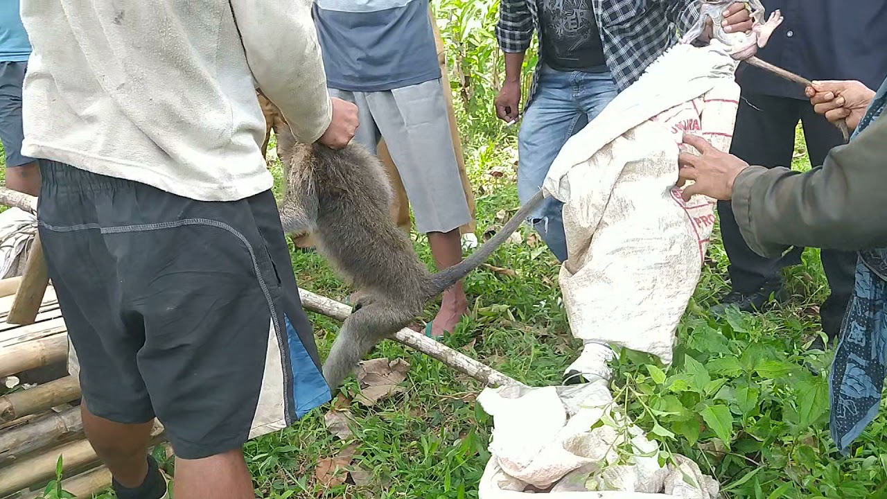 proses penangkapan monyet liar# mau di pindahkan k tempat yg layak#manisha channel.