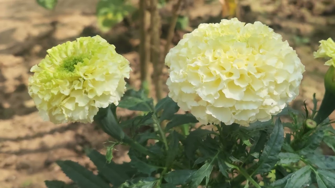 Beautiful flowers bloomed 
