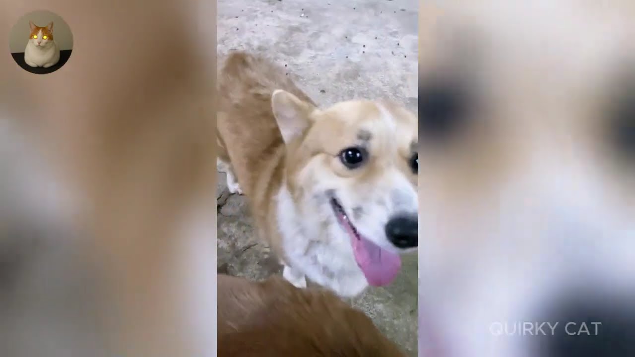 Funny ANIMALS videos 😂 | Funniest Cats and Dogs 2025 🐶😼 Part 48