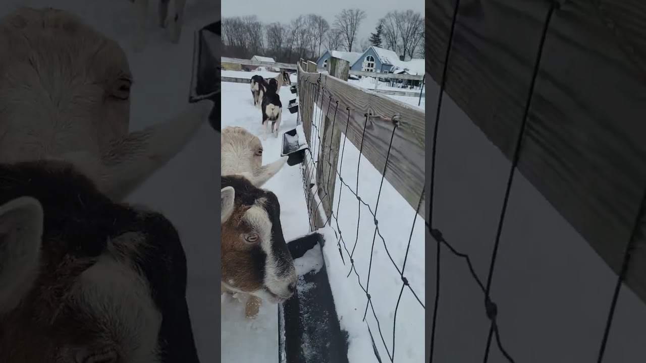 Часть 3 Козы 8n Снег