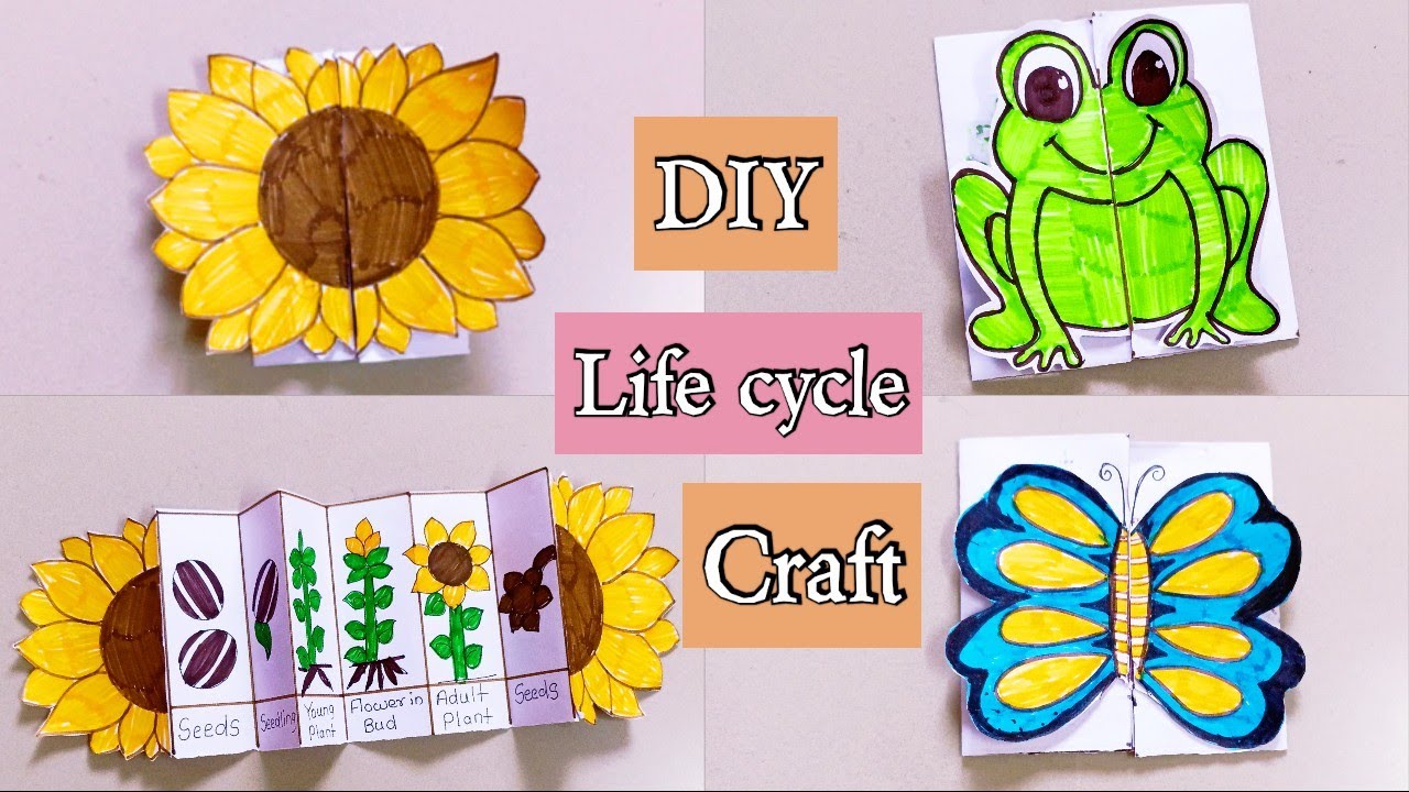 DIY life cycle craft ideas / Model of life cycle of Sunflower, Frog & Butterfly /Easy school craft