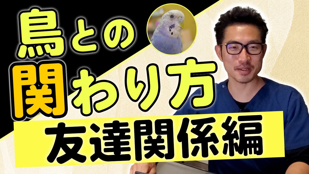 【インコ・オウム】鳥さんと正しい「絆」の結び方③ ～友達関係編～