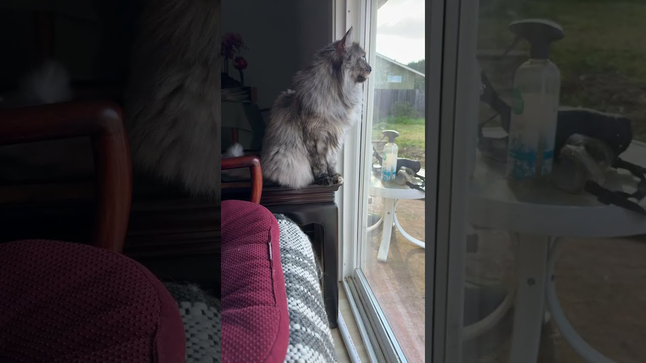 Kiki is looking for the birds #cat #catdaily #cattok #cutre #fyp #funnycats #kitten #prettycat 