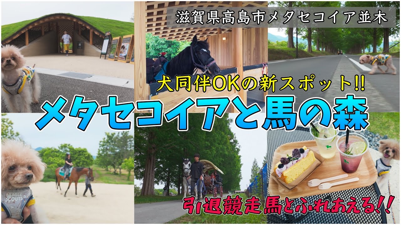 【メタセコイア並木】犬同伴OKの新スポット！「メタセコイアと馬の森」へ行ってきた!!【滋賀県高島市】【犬と旅行】【犬とお出かけ】＊47