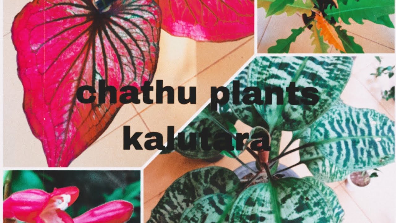 25 මල් සේල් කළුතර 💐💐🌹0779903012