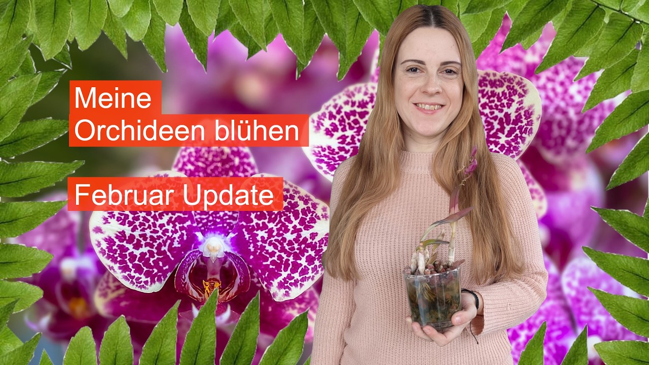 Meine Orchideen blühen, Februar Update | Hydroponic | FWC