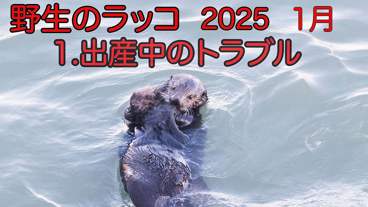 野生のラッコ 2025 1. 出産中のトラブル