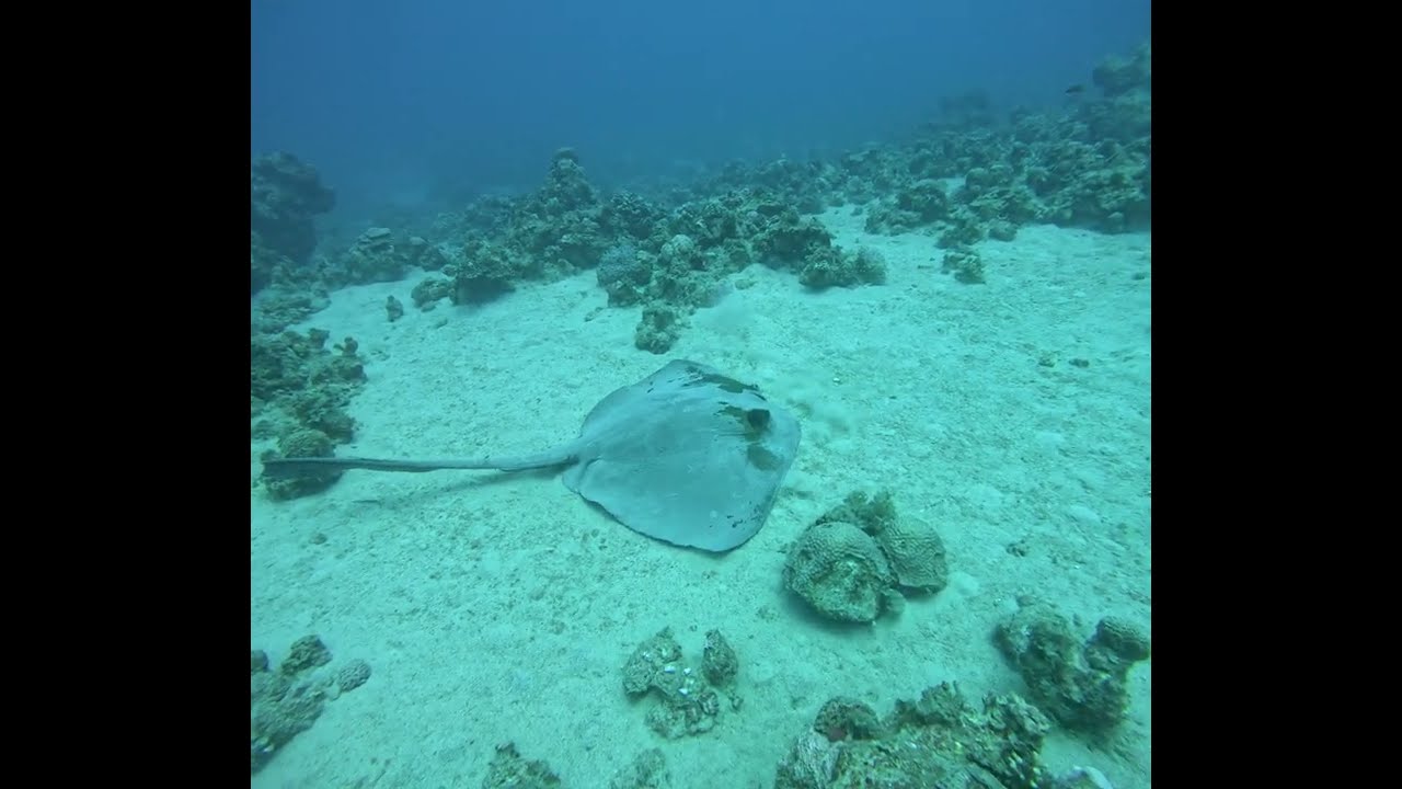 Feathertail Ray (Cowtail Stingray) Gliding calmly 35m, Red Sea (encounter 3 from 3 in the same day)
