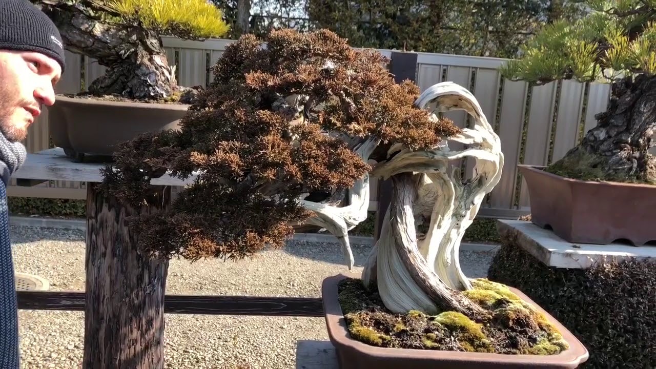 Master Kimura Bonsai garden