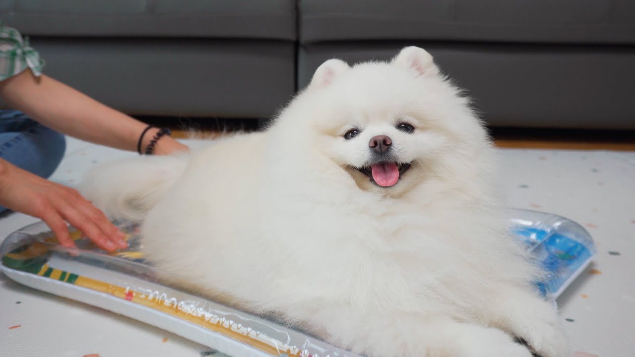 더위에 지친 강아지에게 물침대를 놓아줬더니...