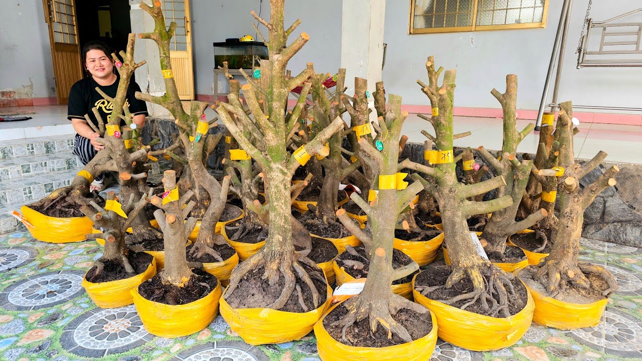 Diễm 📲 0787905052 mới nhập đội phôi mai giảo Thủ Đức 20/1 miền tây tôi yêu (@MaivàngQuêdừa)
