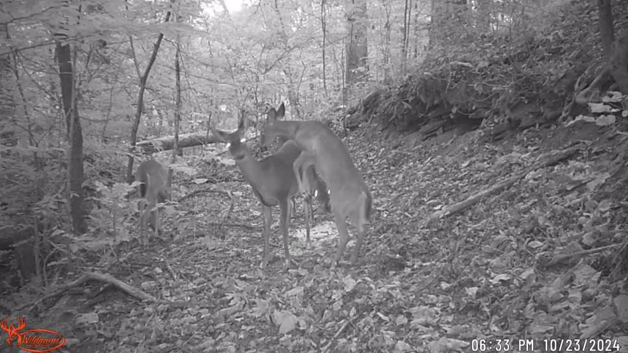 North Georgia Trail Camera Footage # 12 Wildlife Viewing From The Woods Of North Georgia.