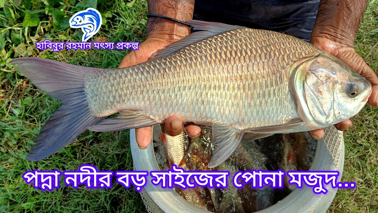 ৩৪৩..পদ্মা নদীর বড় সাইজের কার্প জাতীয় মাছের পোনা মজুদ। 