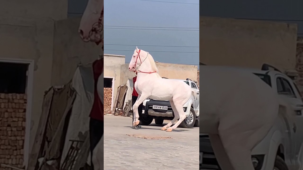 Nukra gohra|Marwari Horse #trending #viral #pakistan #indian #nukra #horse #animals #stallion #bird