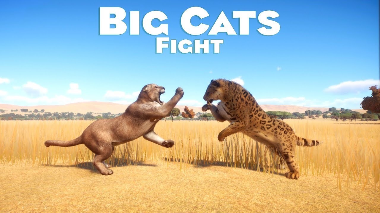 Big Cats Category Fight in Planet Zoo - PLANET ZOO - Planet Zoo Animal Fights