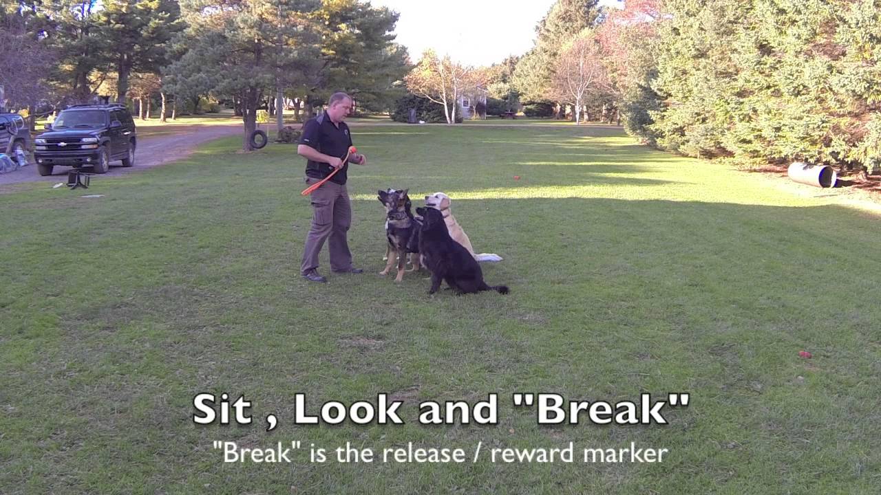 UPK9 Quick Tip | DOG TRAINING and FETCH
