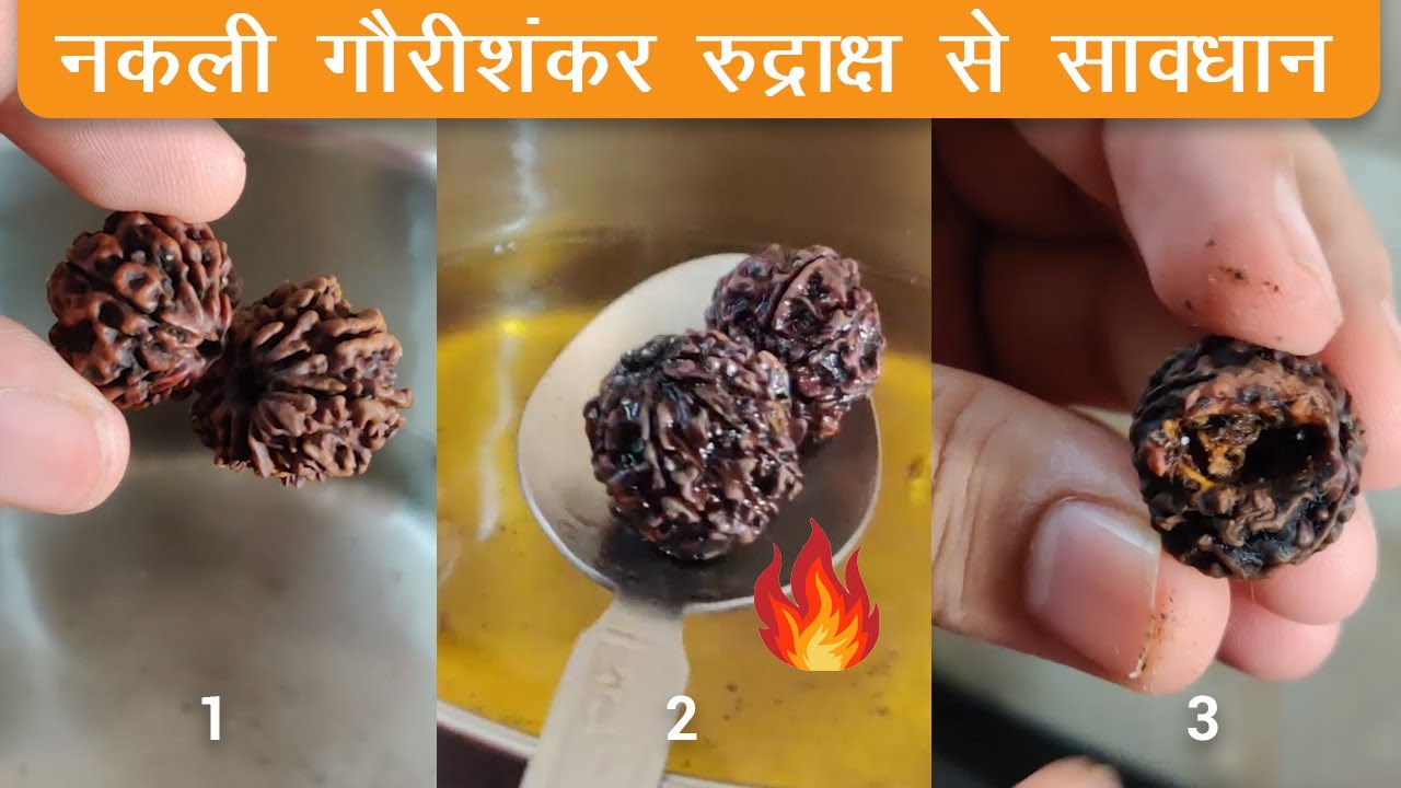 नकली गौरीशंकर रुद्राक्ष से सावधान | Rudraksha Boiling Water Test - Gauri Shankar Trijuti