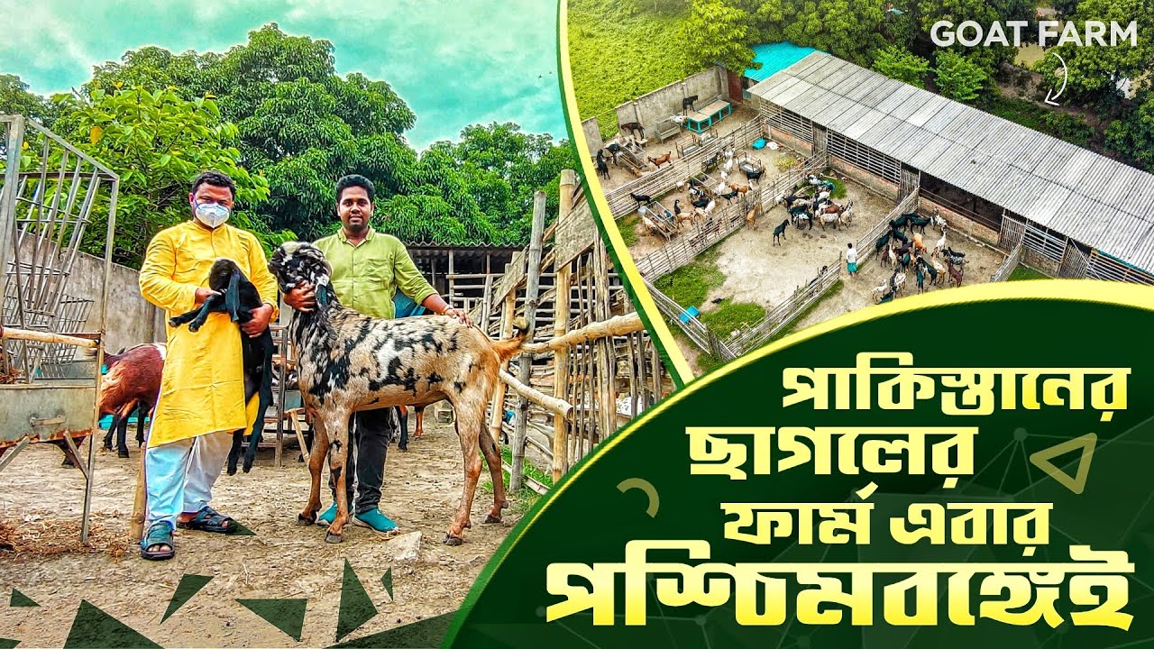 পাকিস্তানের ছাগলের ফার্ম এখন পশ্চিমবঙ্গে | Pakistani Goat Farm in west Bengal