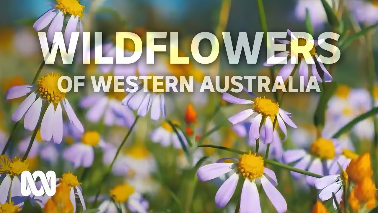 Flower lovers swarm the Midwest, attracted by a stunning wildflower bloom | ABC Australia