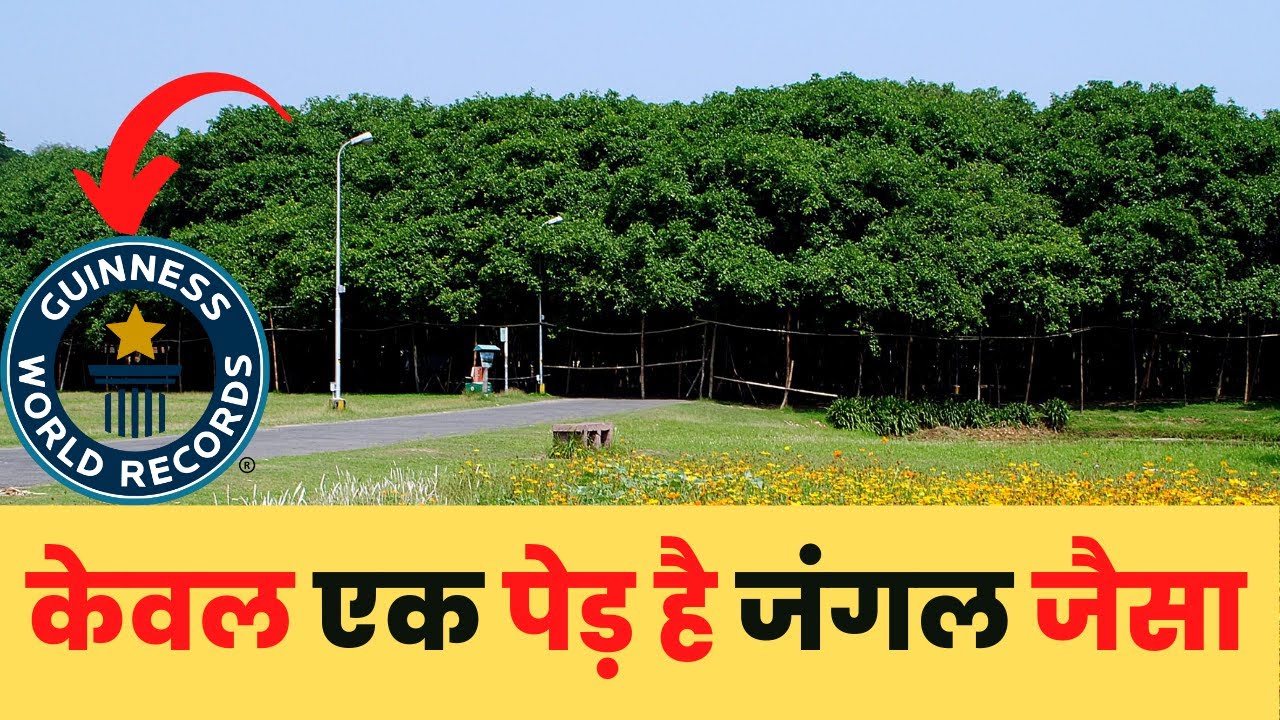 दुनिया का सबसे चौड़ा पेड़ |Widest Tree In The World Facts|  Facts in Hindi