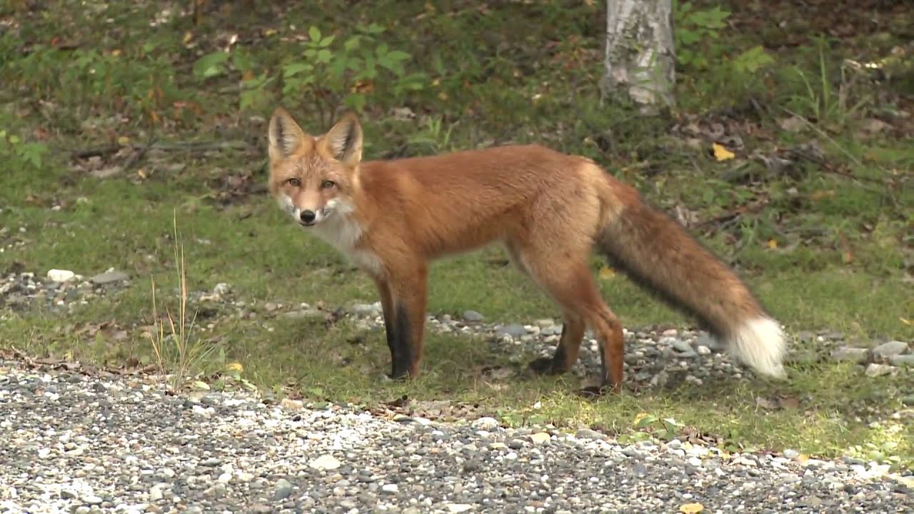 CCHRC Summer Wildlife