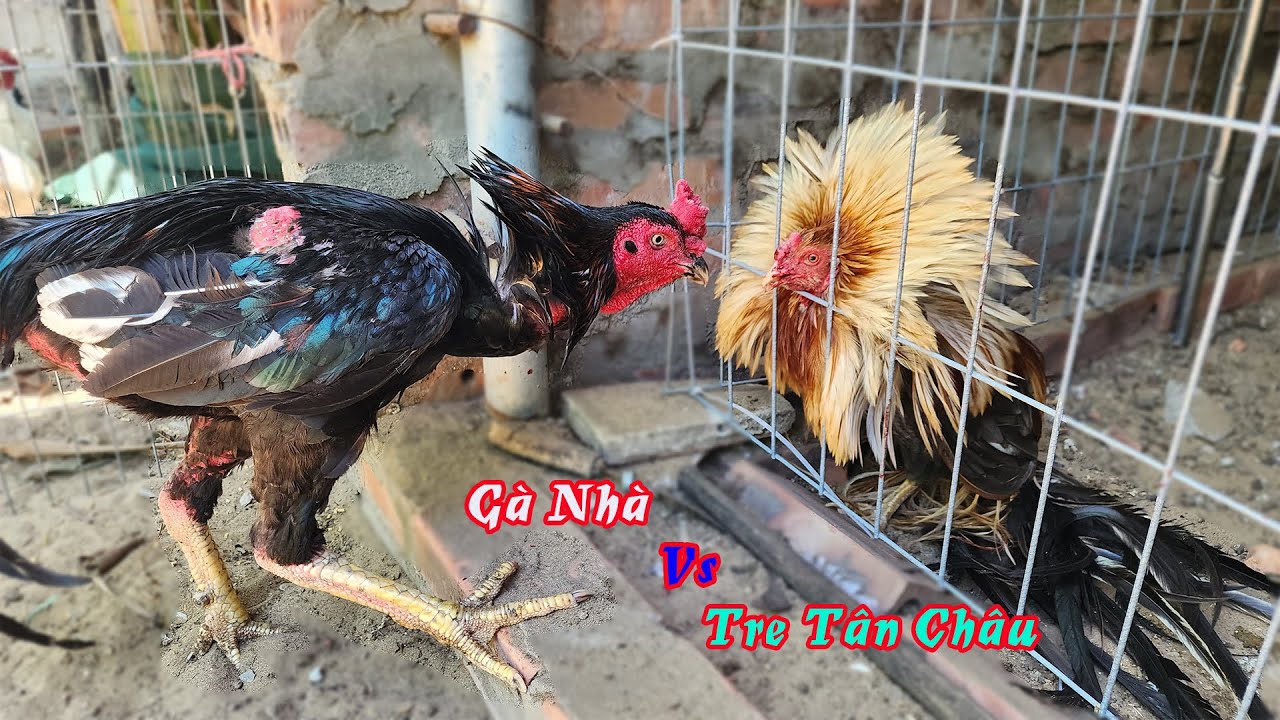 Thử Phản Ứng Gà Nhà Với Gà Tre Tân Châu Khi Đứng Cạnh Nhau | Tuấn Nghịch TV