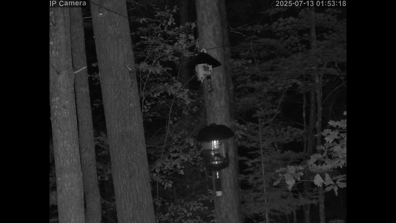 20250713 015236 Two Tree Rat video spedup100x while on feeder