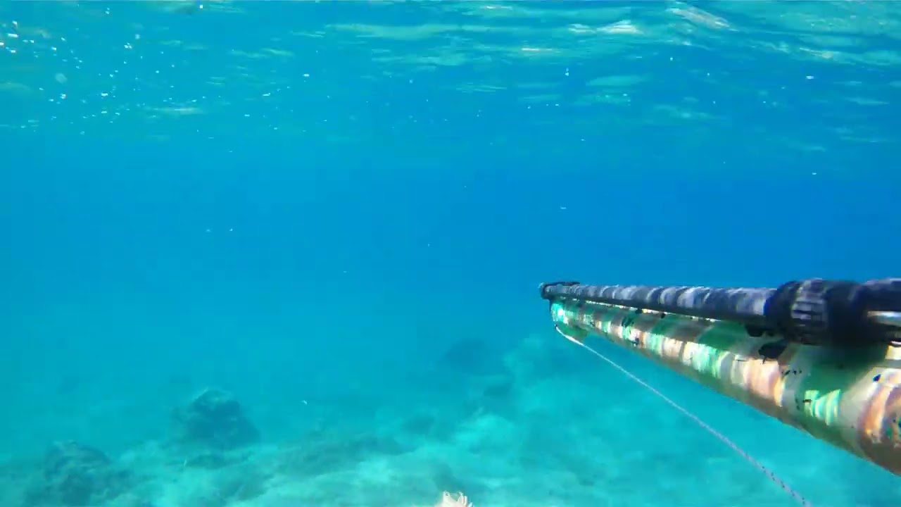 ψαροντουφεκο spearfishing βολτούλα στα ρηχά ανάμεσα στις συστάδες της ποσειδώνιας χαλαρά