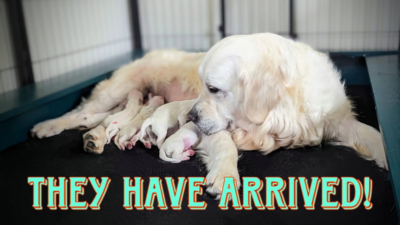 More Golden Retriever Puppies! (Lily's Little Looney Tunes)