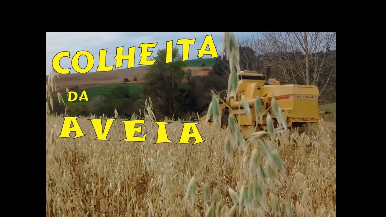 Colheita da Aveia com New Holland 8040!!!