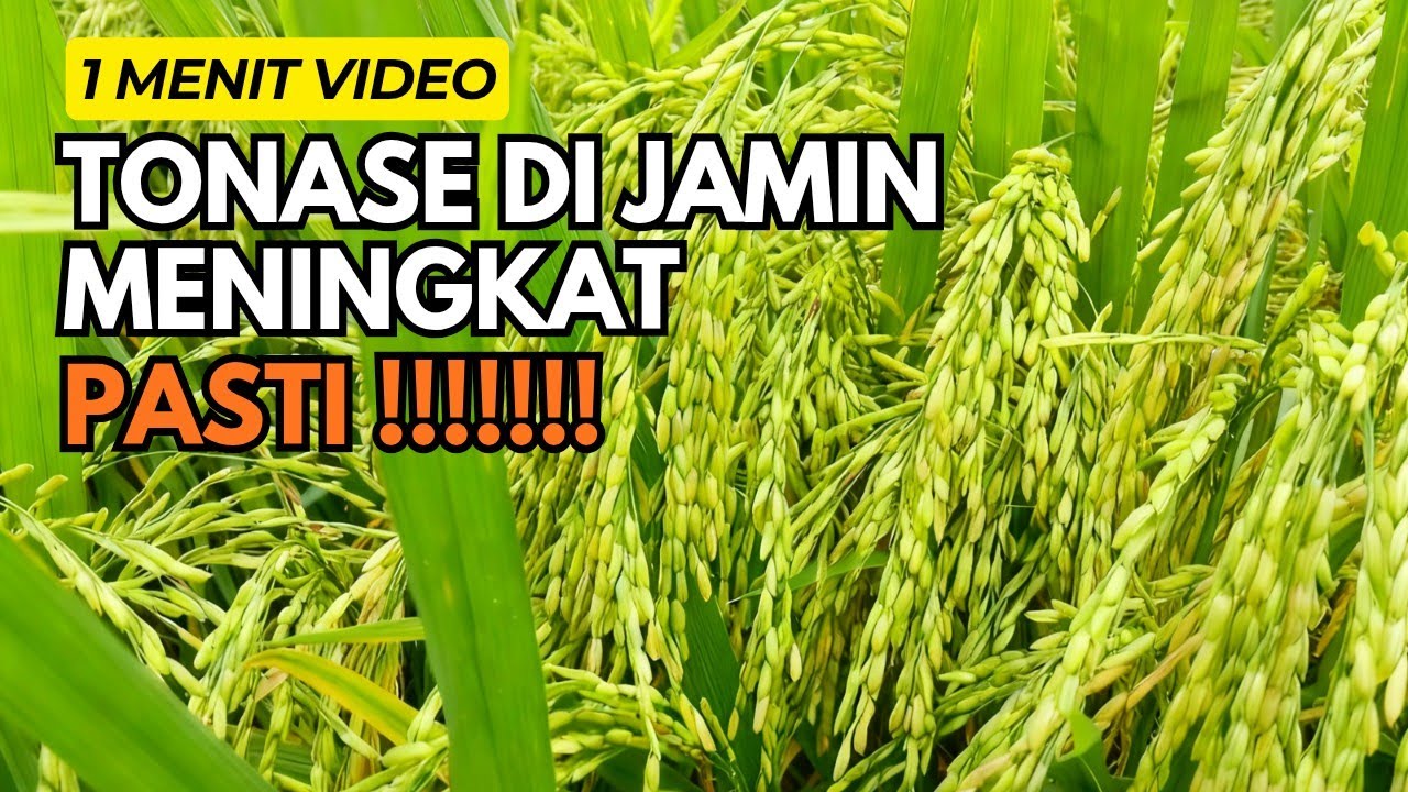 RESEP BULIR PADI BERBOBOT, TONASE PASTI MENINGKAT