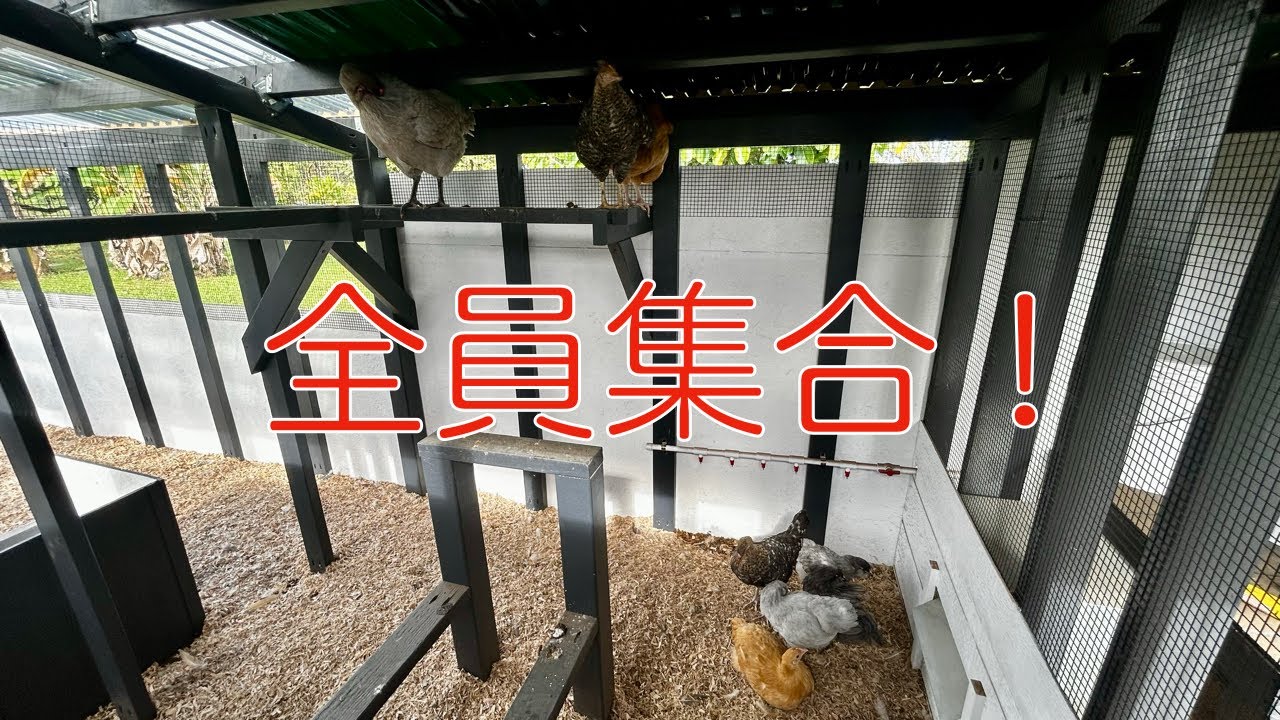 [Chickens] Finally they are all together!