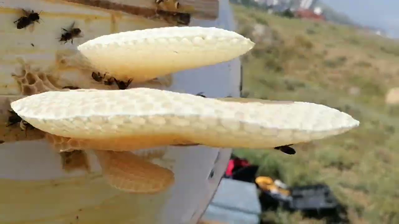 Oğul birleştirme serisi 4