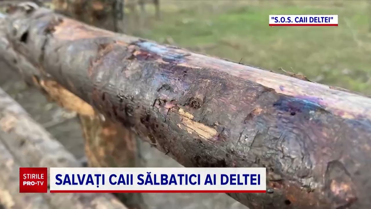 Anchetă în Delta Dunării. Sute de cai sălbatici ar fi trimiși la abator