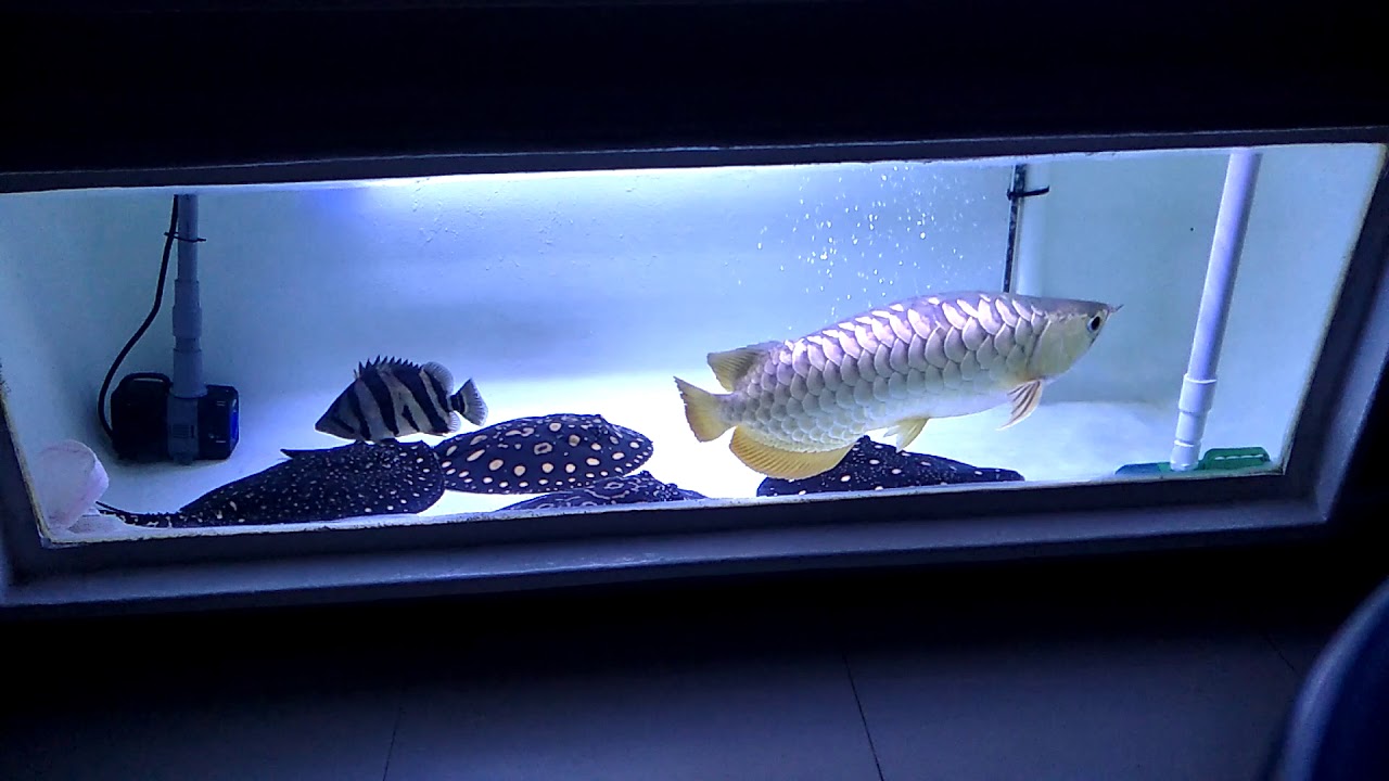 MONSTER TANK! Breeding black diamond stingrays in fish tank.