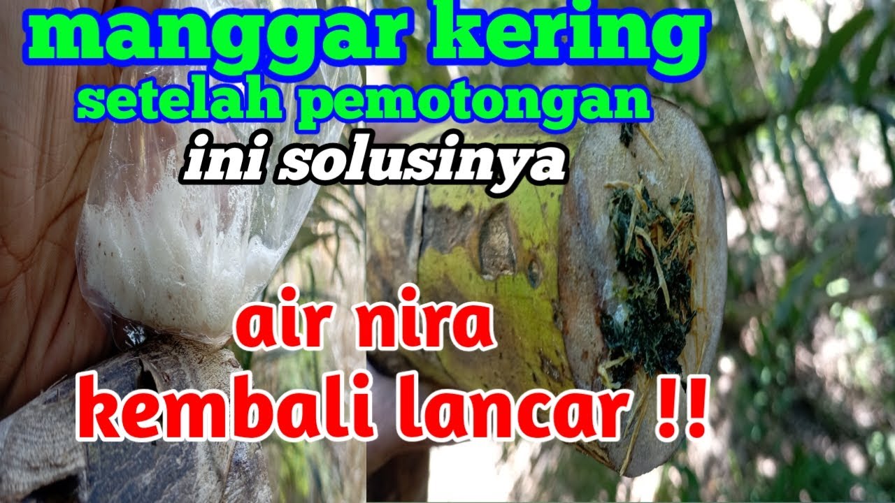 Cara Mengatasi Manggar Kering! Cepat Lakukan Ini Sebelum Sel Merah Keluar. Tips dan Solusi!?.