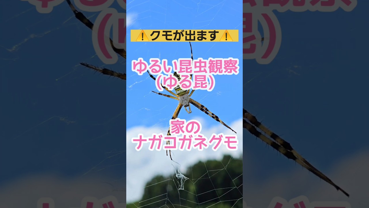 家のナガコガネグモ大きくて綺麗 