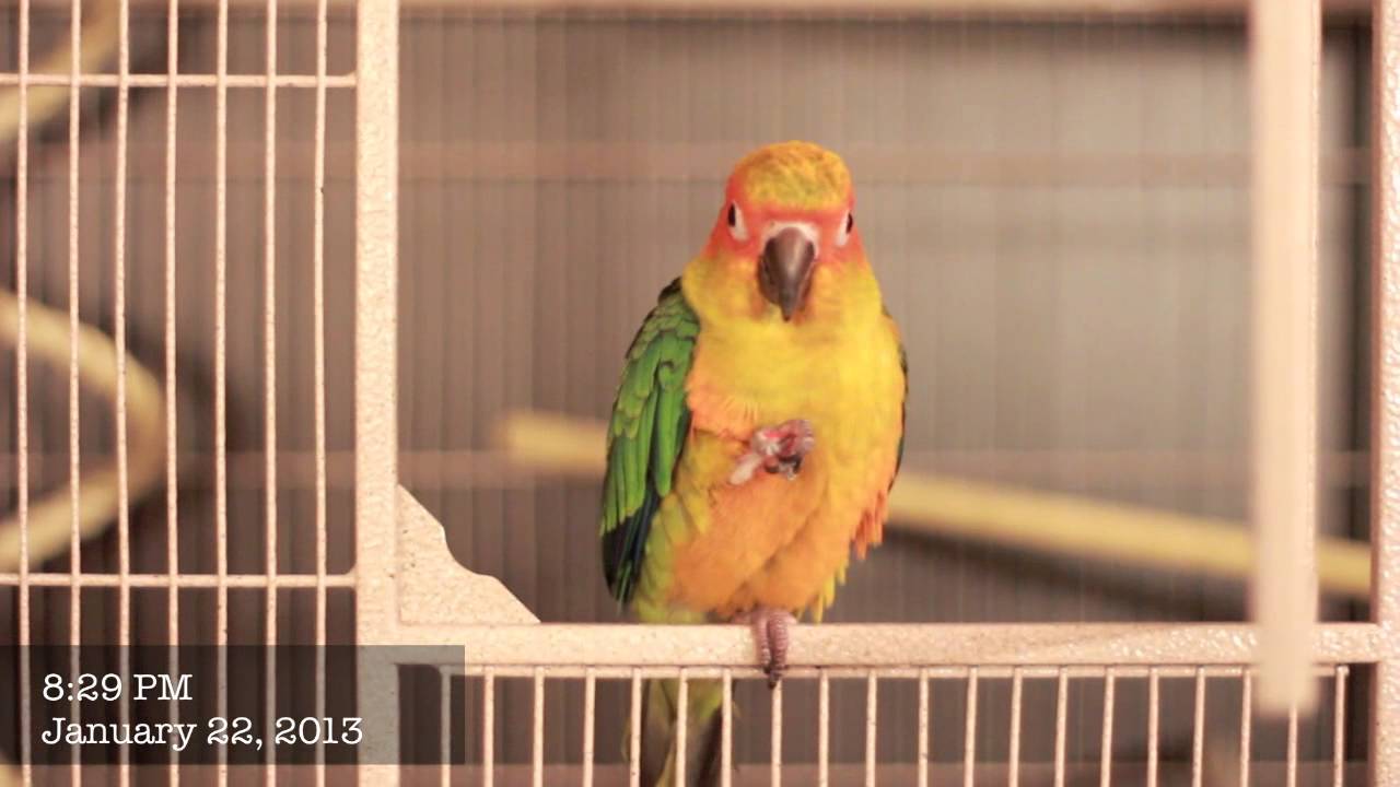 Sun Conure Eating Pellets
