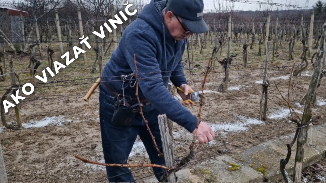 Ako viazať vinič, BlocCade, Esca