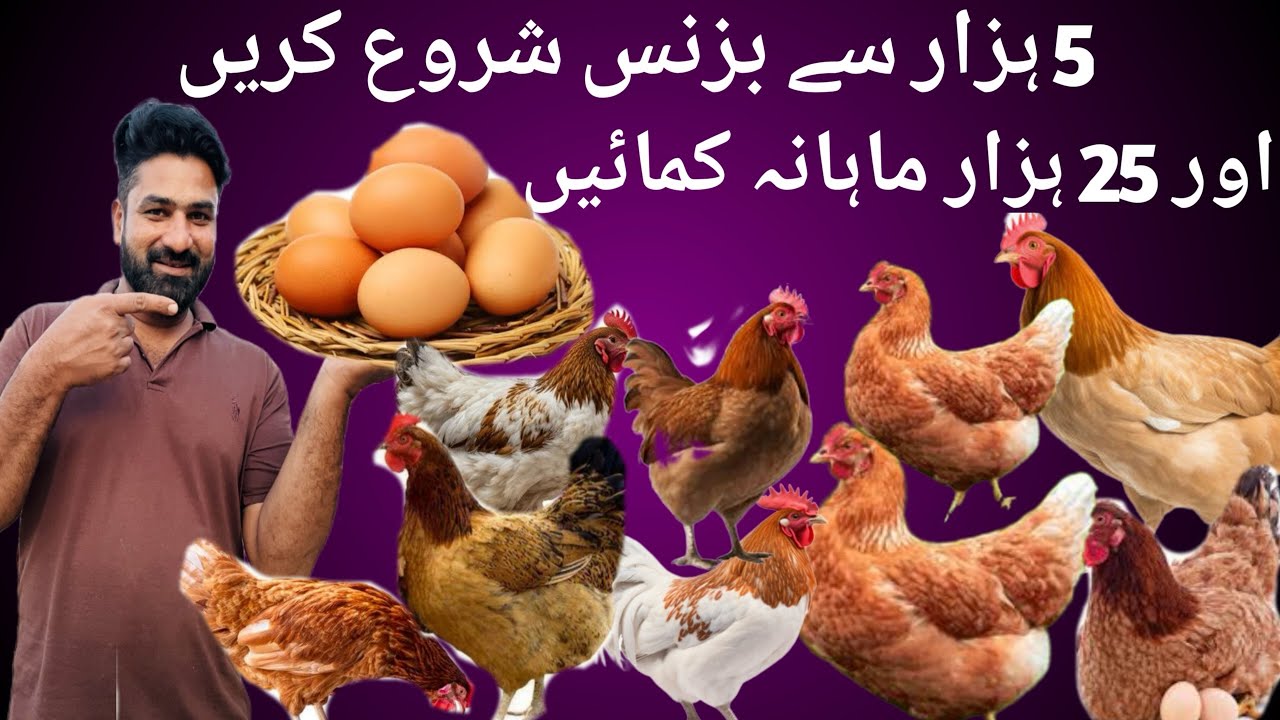 Small poultry farming business at home|Desi murghi farming in Pakistan|How to start small poultry