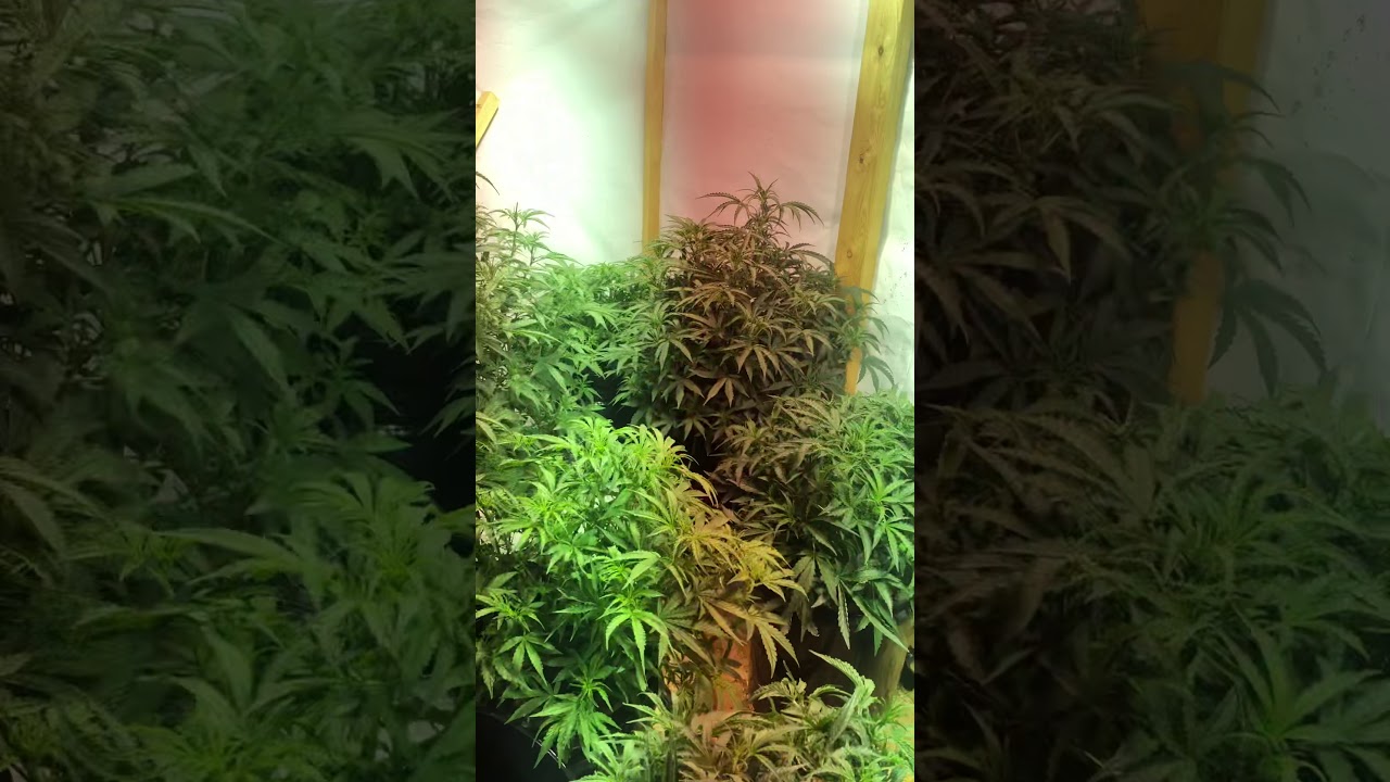 Sunwest genetics cheese recap