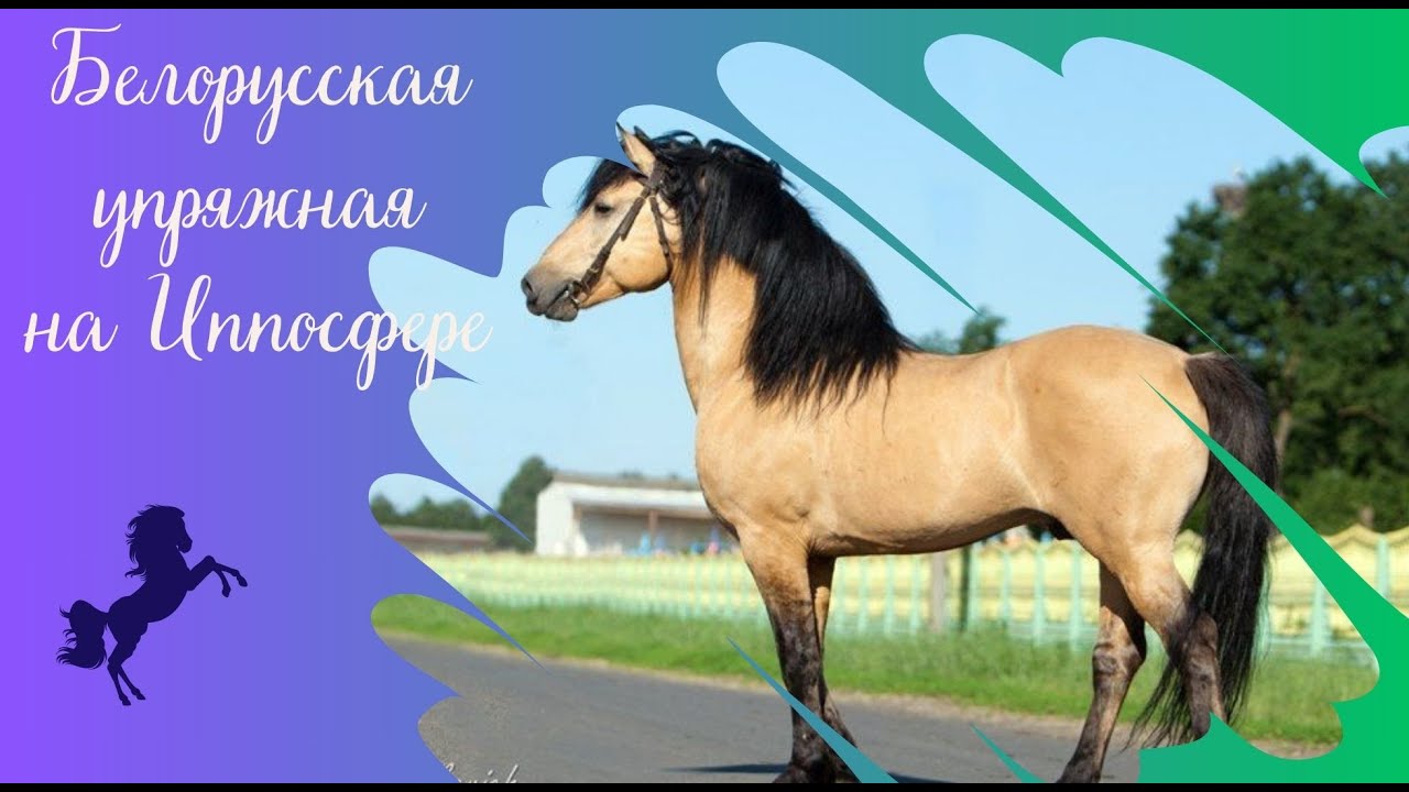 Атланты конного мира: белорусская упряжная порода на Иппосфере 2021-2024