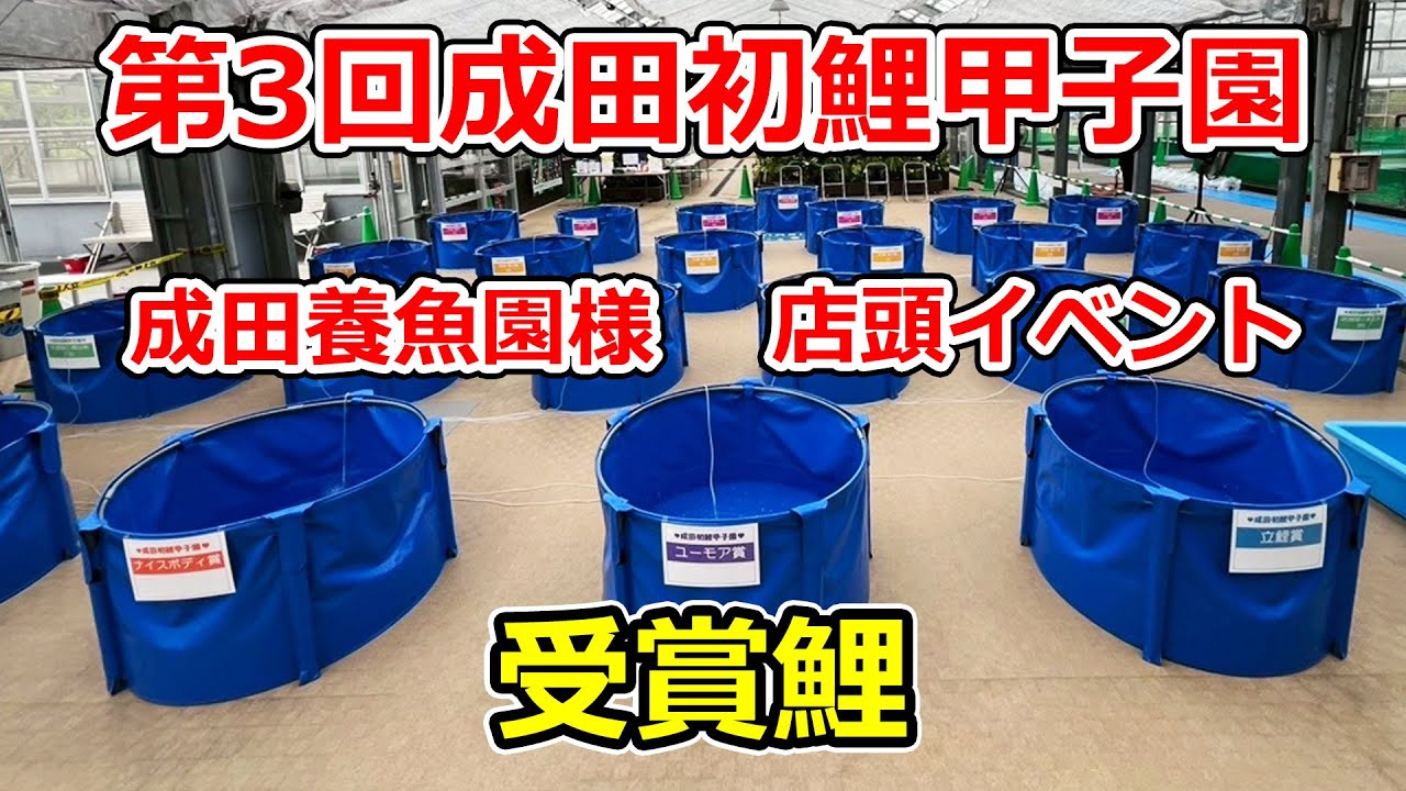 【受賞鯉】第3回成田初鯉甲子園 2025年5月18日