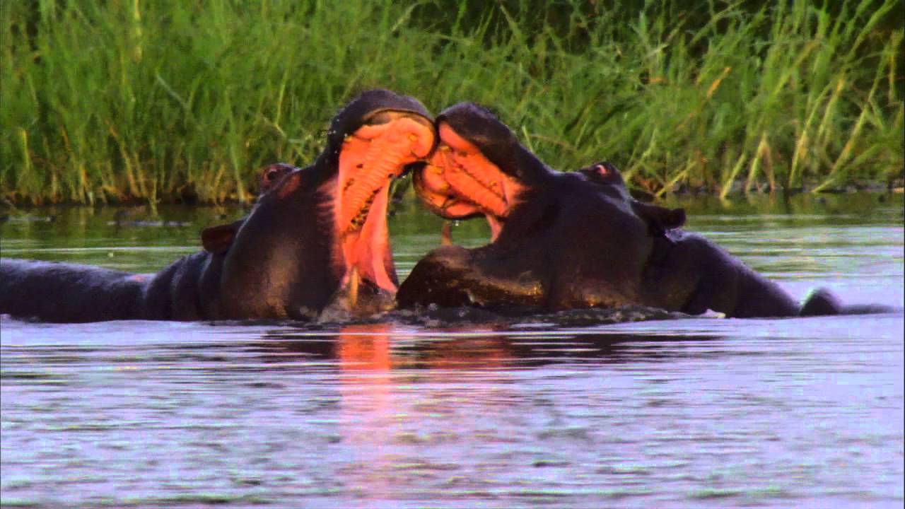 Zarafa Camp, Great Plains Conservation, Botswana