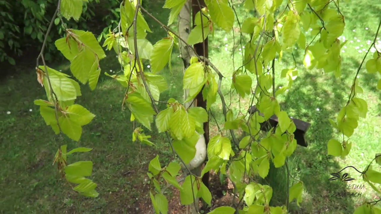 Fagus sylvatica 'Zlatia Pendula' buk lesn&iacute;
