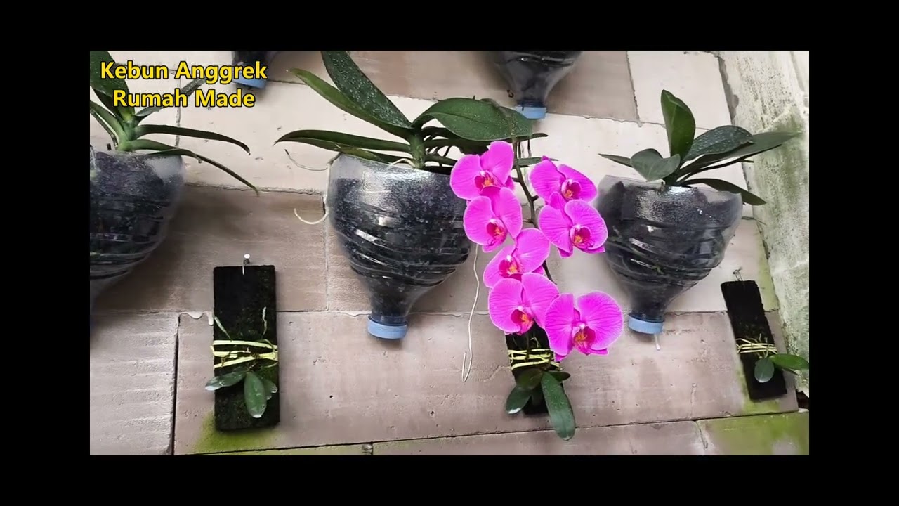 Kebun Anggrek Rumah Made Bulan Januari 2026